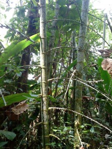 Bambú amazónico