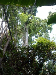Vegetación amazónica